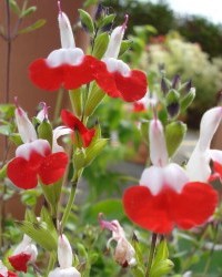 Sauge Grahamii Hot Lips
