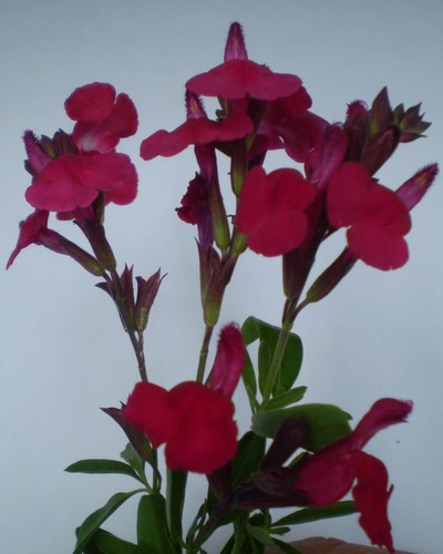 Sauge Greggi Forman Red