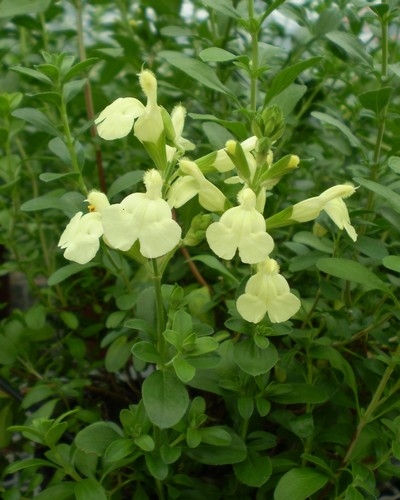 Sauge Greggi Jaune