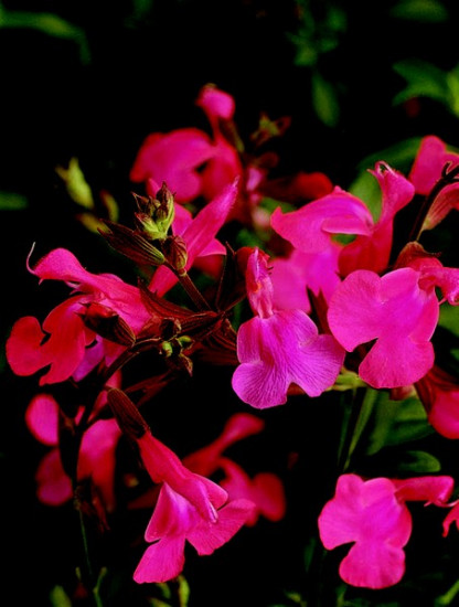 Sauge Greggi Rose Intense