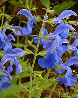 Sauge Patens Bleu Gentiane