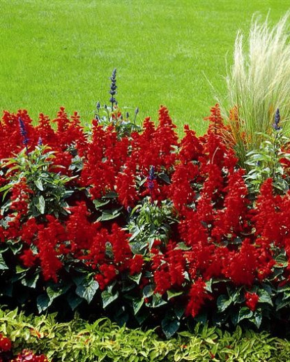 Sauge Splendens Carabinière Rouge