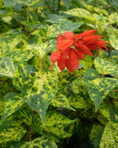 Sauge Splendens Dancing Flame