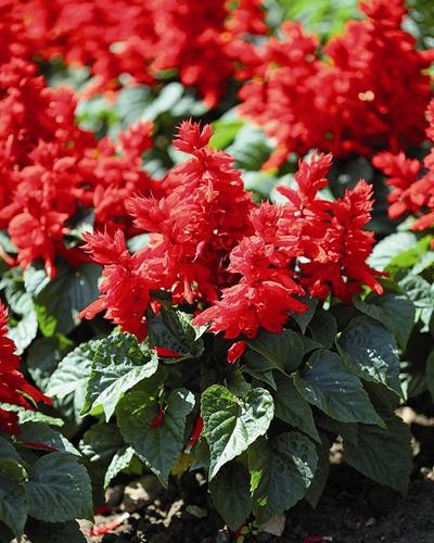 Sauge Splendens Oasis Rouge
