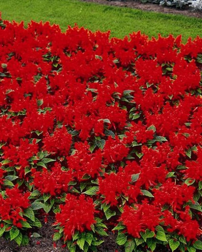 Sauge Splendens Reddy Rouge
