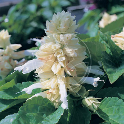 Sauge Splendens Sizzler Blanche