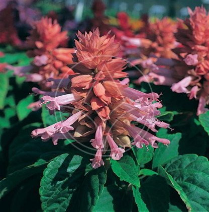 Sauge Splendens Sizzler Rose