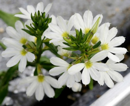Scaevola Crystal
