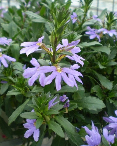 Scaevola Saphira