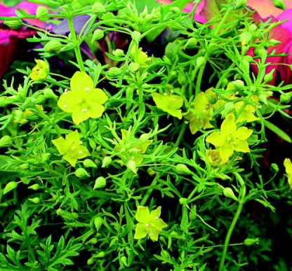 Scoporia Lemon Mist
