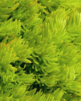 Sedum Lemon Ball