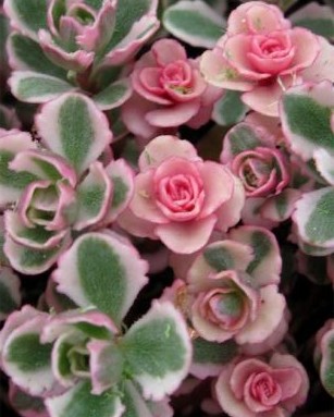 Sedum Tricolor