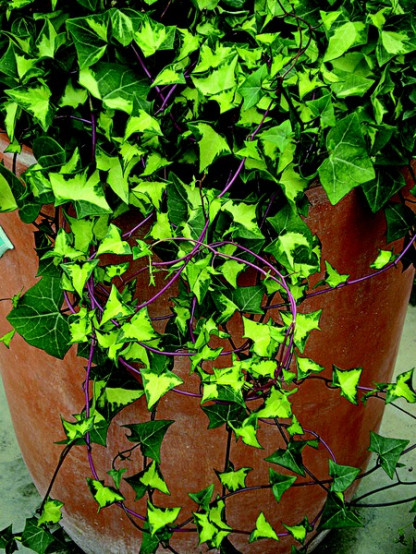 Senecio Variegata
