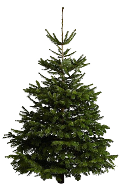 Nordmann Conteneur 80/100 cm