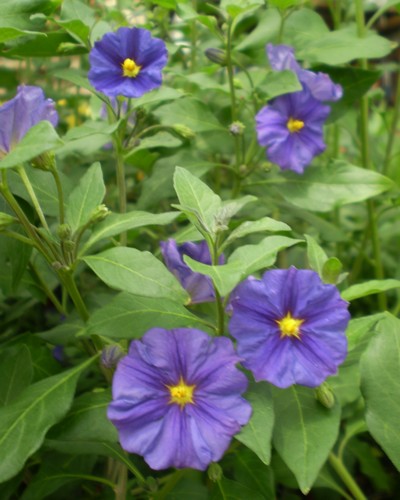 Solanum Thurino