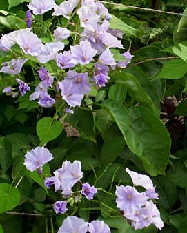 Solanum Wendlandii Colonne