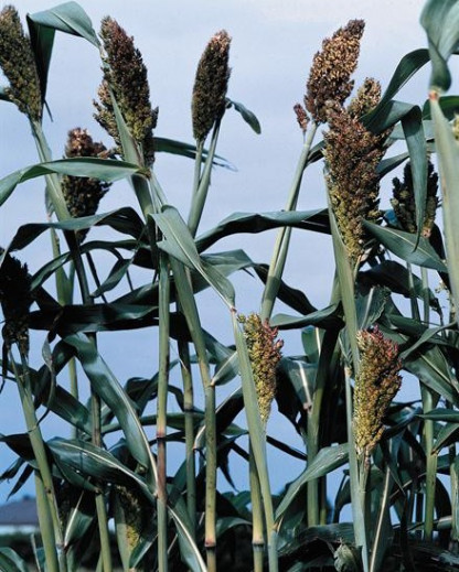 Sorghum Nigrum