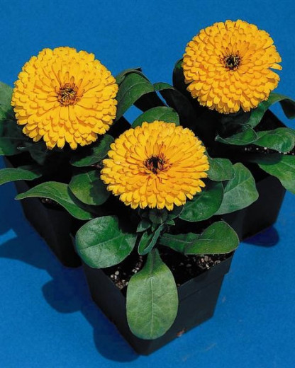Souci Calypso Jaune/Orange