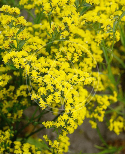 Statice Royal Jaune