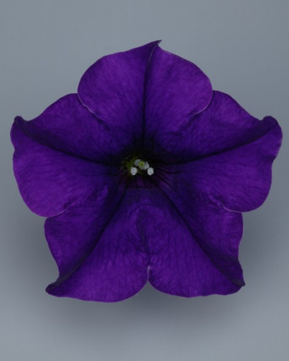 Pétunia Ret. Surfinia Blue