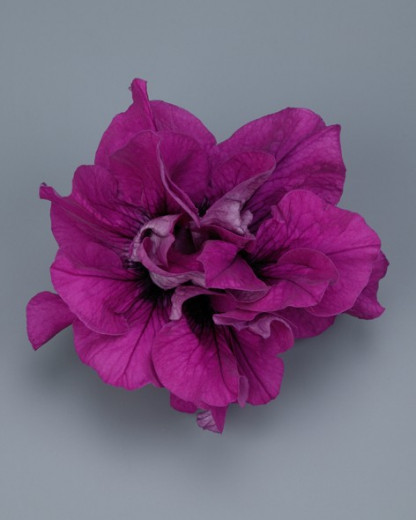 Pétunia Ret. Surfinia Double Purple
