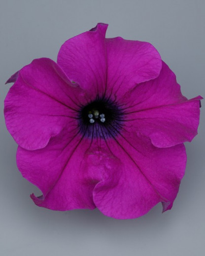 Pétunia Ret. Surfinia Giant Purple