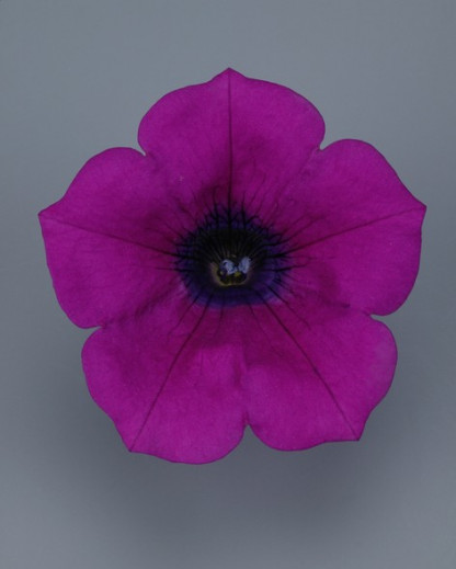 Pétunia Ret. Surfinia Repens Purple