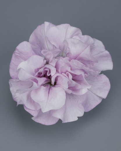 Pétunia Ret. Surfinia Double Pink