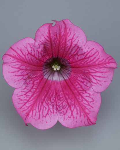 Pétunia Ret. Surfinia Hot Pink