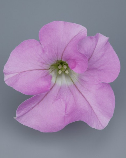 Pétunia Ret. Surfinia Pastel 2000