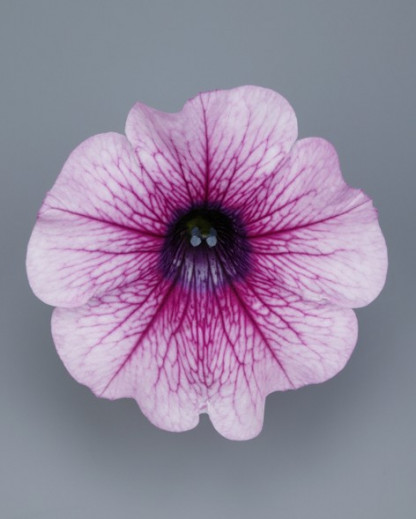 Pétunia Ret. Surfinia Rose Vein