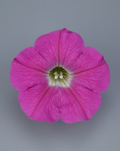 Pétunia Ret. Surfinia Pink Mini 2000