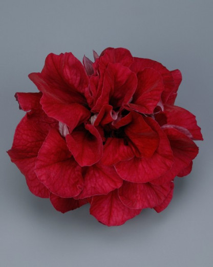 Pétunia Ret. Surfinia Double Red