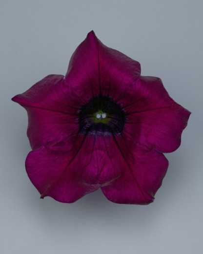 Pétunia Cascade SANGUNA Burgundy rouge foncé