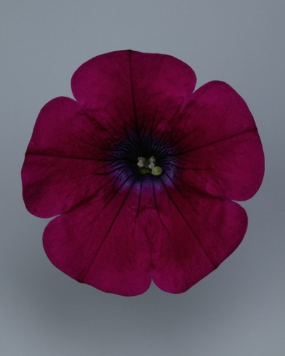Pétunia Ret. Surfinia Repens Velvet