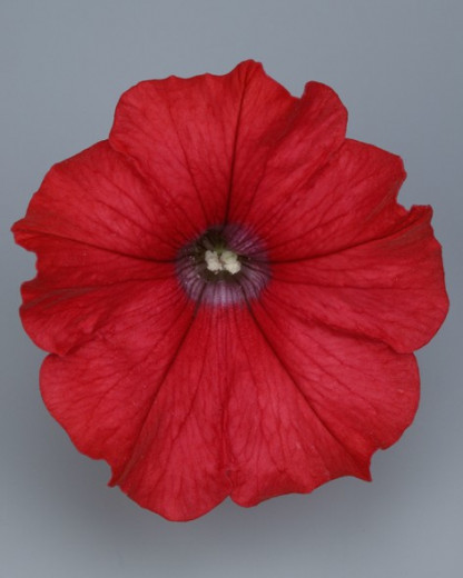 Pétunia Ret. Surfinia Red