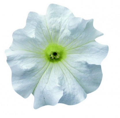 Pétunia Ret. Surfinia Snow