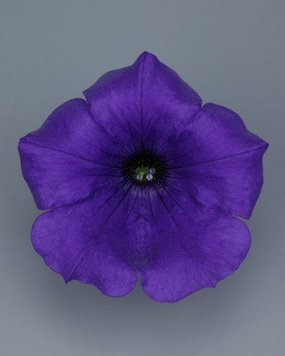 Pétunia Ret. Surfinia Violet 06