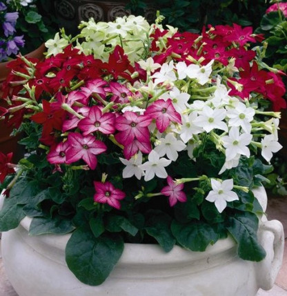 Tabac Saragota Purple Bicolor