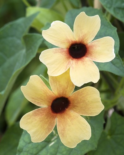 Thumbergia Alata African Sunset