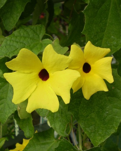 Thumbergia Alata Lemon