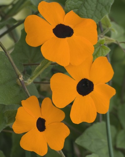 Thumbergia Alata Orange Beauty