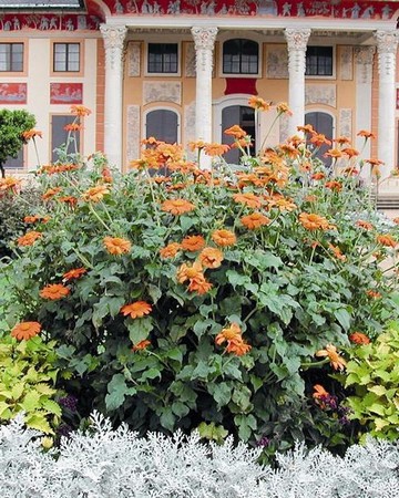 Tithonia Fiesta Del Sol