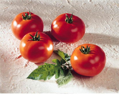 Tomate Brenda