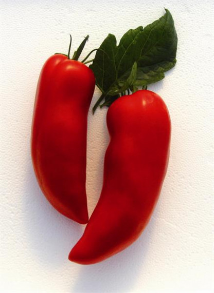 Tomate Cornabel