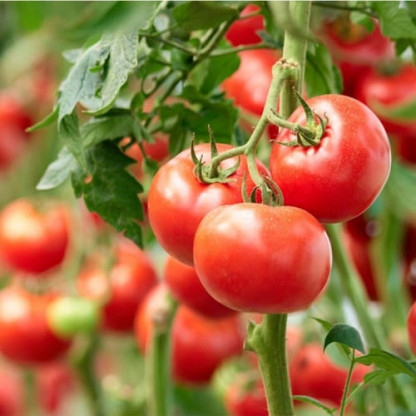 Tomate Cerise Black Cherry