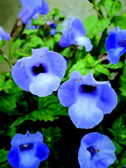 Torénia Moon Blue