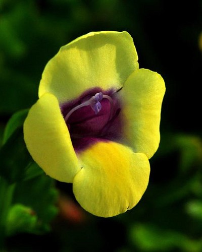 Torénia Moon Yellow