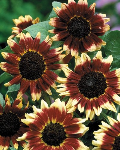 Tournesol Florenza
