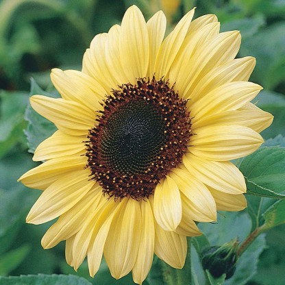 Tournesol Valentin/ Sunrich